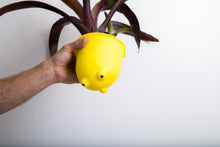 Load image into Gallery viewer, Green4Air vertical green wall garden kit. Buy wall garden.