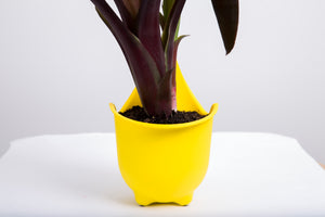 Green4Air vertical green wall garden kit. Buy wall garden.